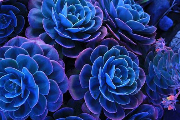 succulente.bleu.90.jpg 